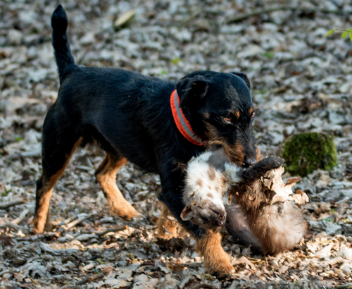 Pikus MarderWald Zuschnitt klein